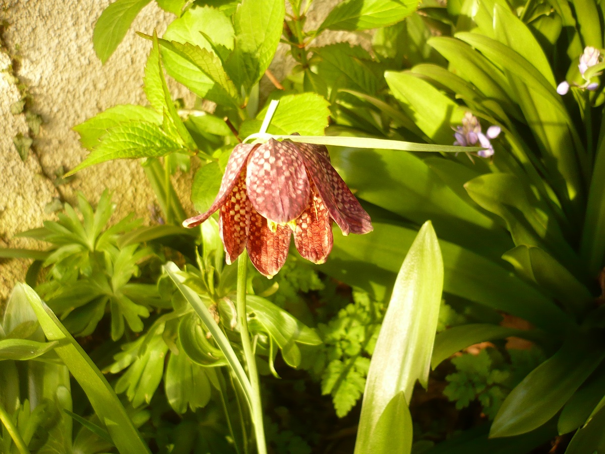 Fritillaria meleagris (Liliaceae)